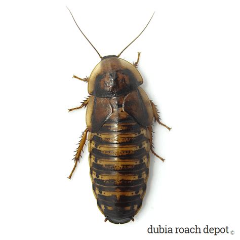 Breeding Female Dubia Roaches - Dubia Roach Depot