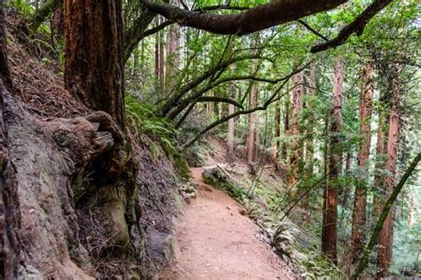 Muir Woods National Monument: Best Hikes (+ Tips for Visiting!) - Roadtripping California