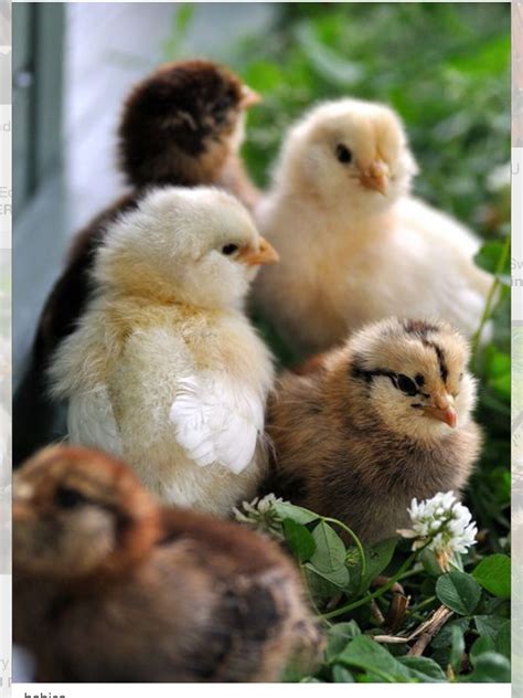 Pollitos bebés | Baby animals, Animals beautiful, Farm animals