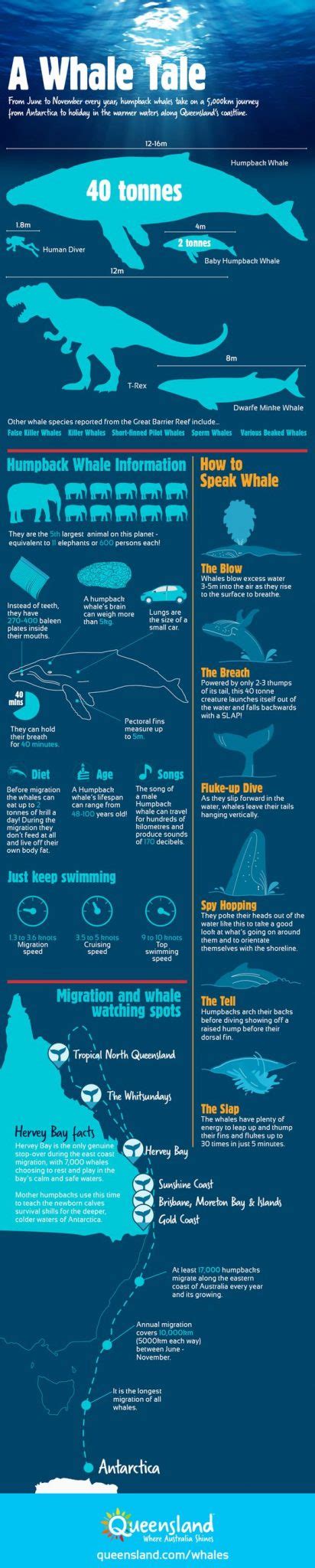 Fun facts about Humpback Whales - Freedom Whale Watch