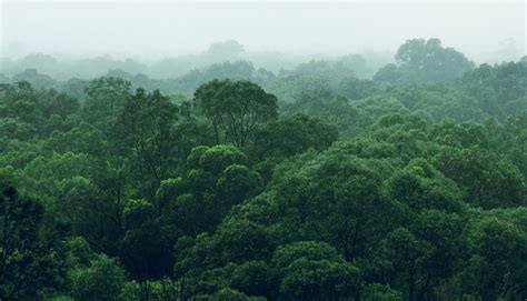 Rainforest Jungle Aerial View Stock Photo - Download Image Now - iStock