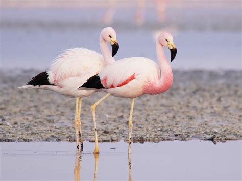 Andean Flamingo | Wild Animals! Amino