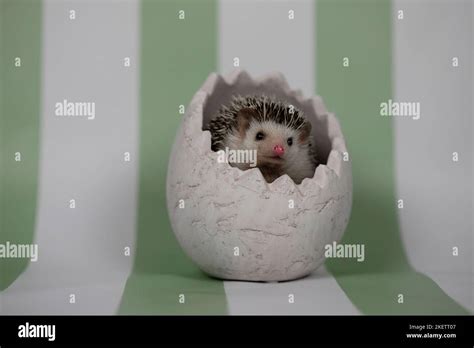 African Pygmy Hedgehog Stock Photo - Alamy