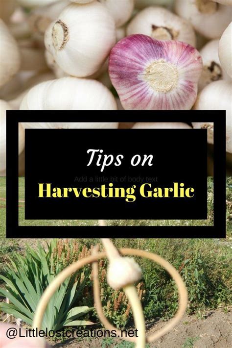 Tips on harvesting garlic – Artofit