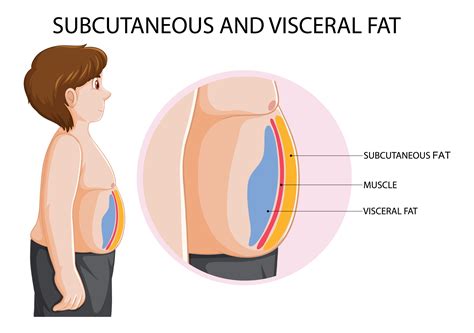 Fat Loss 204: Visualizing Visceral Fat | Revitalize Metabolic Health