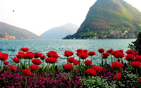 HD Lake Flowers Wallpaper | Download Free - 51620