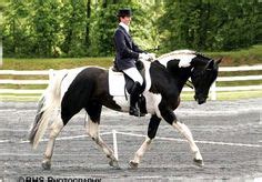 SOCRATES 1995 Belgian Warmblood - Black/White Pinto - 17 hh Black Smokey Eye Makeup, Makeup For ...