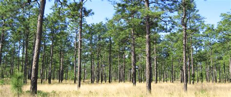 The Land of Longleaf Pine Forests | THE WILDLIFE SOCIETY