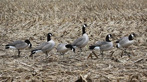 Best Late Season Goose Decoy Spreads & Diagrams