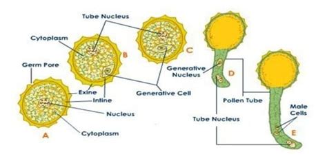 Describe the Formation and Structure of a Pollen Grain - QS Study