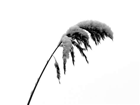 Free Images : landscape, tree, nature, grass, branch, snow, cold, winter, black and white, leaf ...
