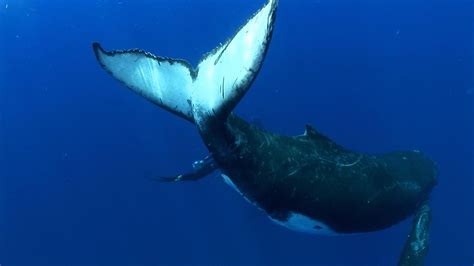 Humpback Whales | Size, Behavior, & Threats | Britannica