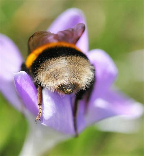 Pin by Charlene Chambers on Nature | Bee, Animals, Animals beautiful