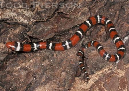 Scarlet Kingsnake (Lampropeltis elapsoides) | Kentucky Snake Identification