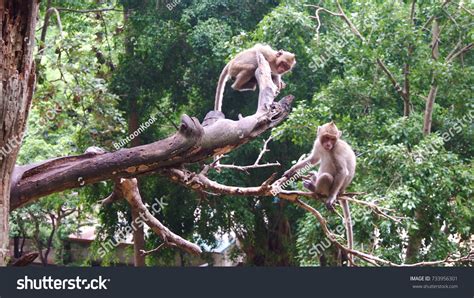 11,570 Monkey climbing a tree Images, Stock Photos & Vectors | Shutterstock