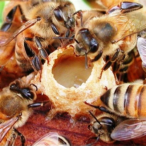 Royal jelly and health || BeeKeeping