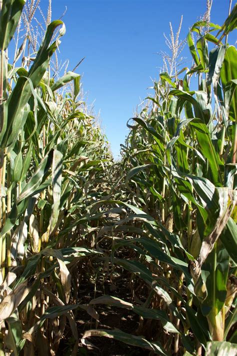 Oct 8 | Cool Patch Pumpkins & World's Largest Corn Maze 2022: Dixon ...