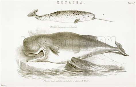 Cetacea stock image | Look and Learn