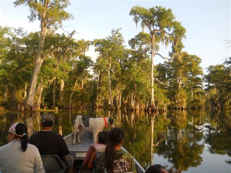 Louisiana Swamp Tours: The Best Swamp Tour In Louisiana