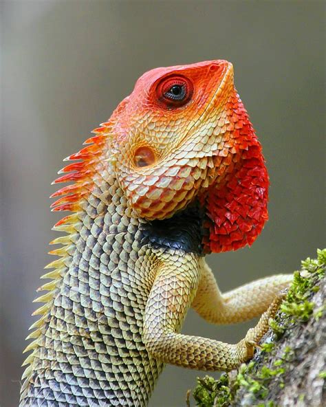 🔥 Breeding display of the Oriental garden lizard 🔥 : NatureIsFuckingLit