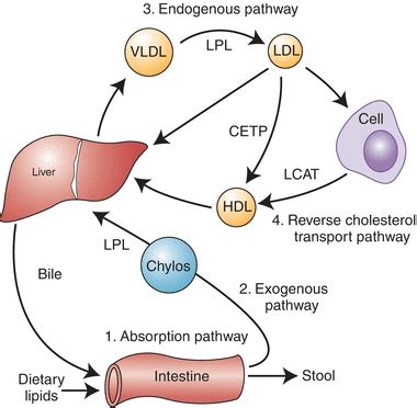 Lipoprotein Pathway