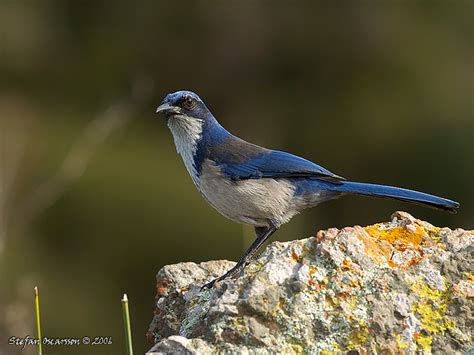 Island Scrub-Jay (Aphelocoma insularis)