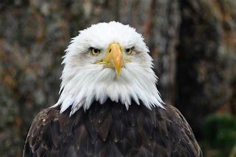 American Bald Eagle · Free Stock Photo