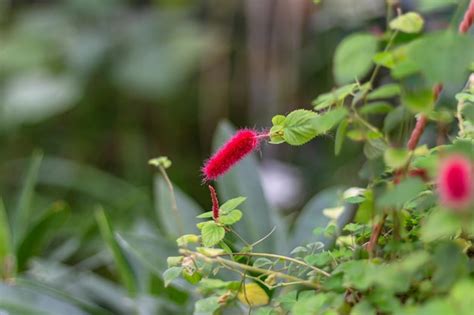 Premium Photo | Akalifa flowers with shallow dof beautiful red of acalypha hispida flowers with ...