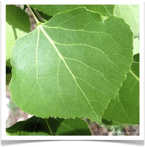 Quaking Aspen Leaf | Boulder Tree Care - Pruning & Tree Removal Services