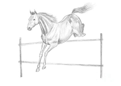 Jumping horse drawing Drawing by GoodMood Art - Pixels