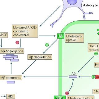 25 : Contribution of apolipoprotein E and cholesterol metabolism to... | Download Scientific Diagram