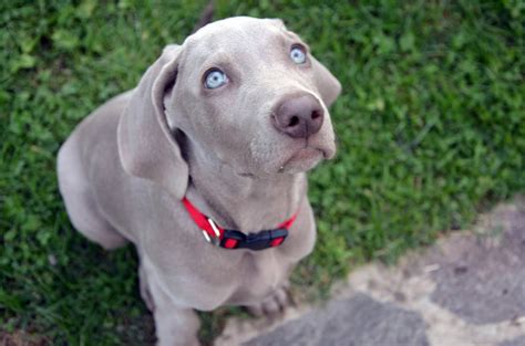 Weimaraner Training | Puppy & Dog Training | Surrey