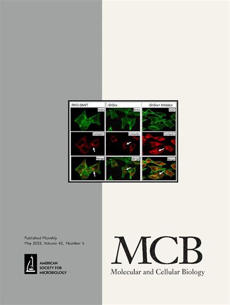 Regulation of Sox8 through lncRNA Mrhl-Mediated Chromatin Looping in ...