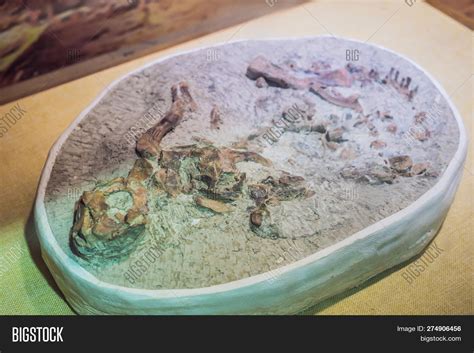 Terodactyl Fossil, Image & Photo (Free Trial) | Bigstock