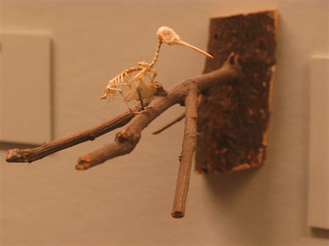 hummingbird skeleton | At the Field Museum | Andrew Huff | Flickr