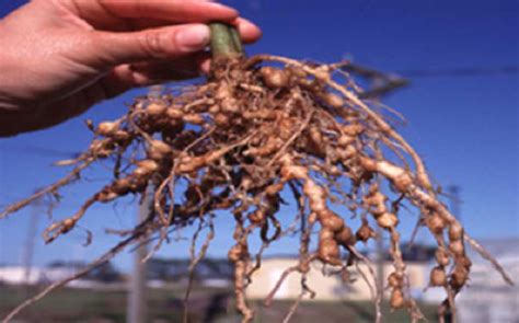 Why Are Nematodes Hurting Your Plants? - Dengarden