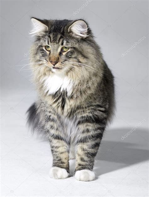 Tabby Norwegian Forest cat — Stock Photo © prill #7743694