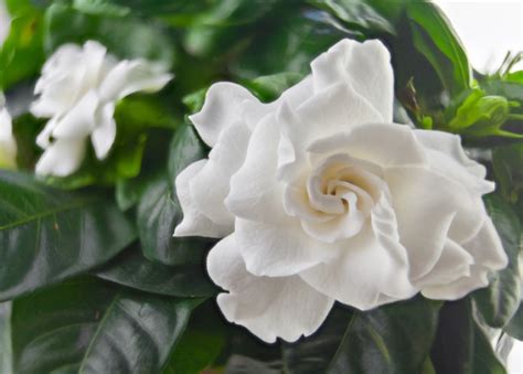 Indoor Gardenia Care Tips - Gardenia jasminoides