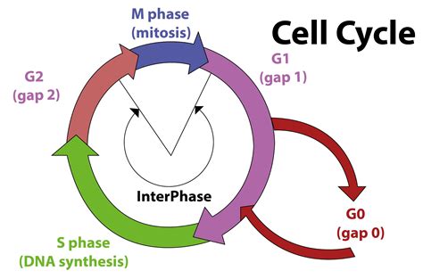 Cell Cycle For Eukaryotic Cells