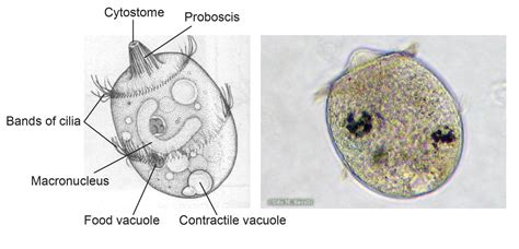 The Natural Habitation and Cultivation of Paramecium - Rs' Science