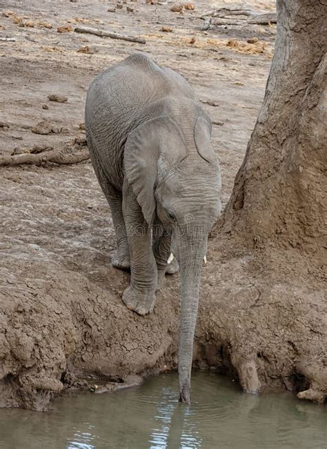 African Elephant Drinking stock image. Image of facing - 132819709