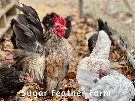 Serama Chicken ; Sugar Feather Farm