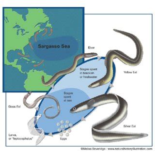 Loss of freshwater habitat for the American eel. Source: Busch et al.... | Download Scientific ...