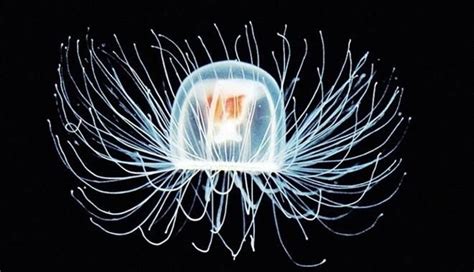 Turritopsis Dohrnii The Immortal Jellyfish (it cannot die of age) # ...