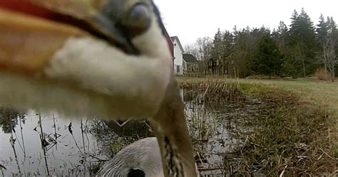 Heron Eats Frog and Then Viciously Attacks Trail Camera | PetaPixel