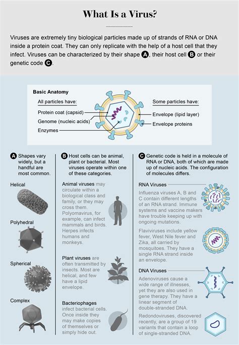 Viruses Can Help Us as Well as Harm Us - Scientific American