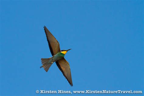 Bee-eater Migration, Sir Bani Yas Island (UAE) | Nature Writing & Photography by Kirsten Hines