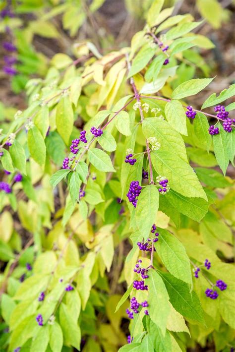 How to Grow and Care for Beautyberry | Plants, Shrubs, Plant care