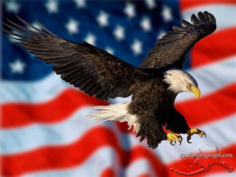 American Flag Eagle Wallpaper - WallpaperSafari