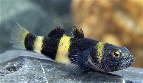 Bumblebee Goby: The Definitive Guide (2020) – Micro Aquatic Shop